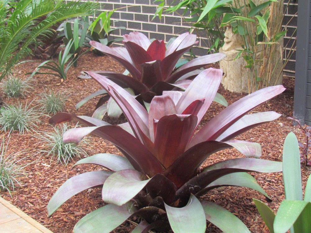 Alcantarea imperialis 'Rubra' (Bromeliad)