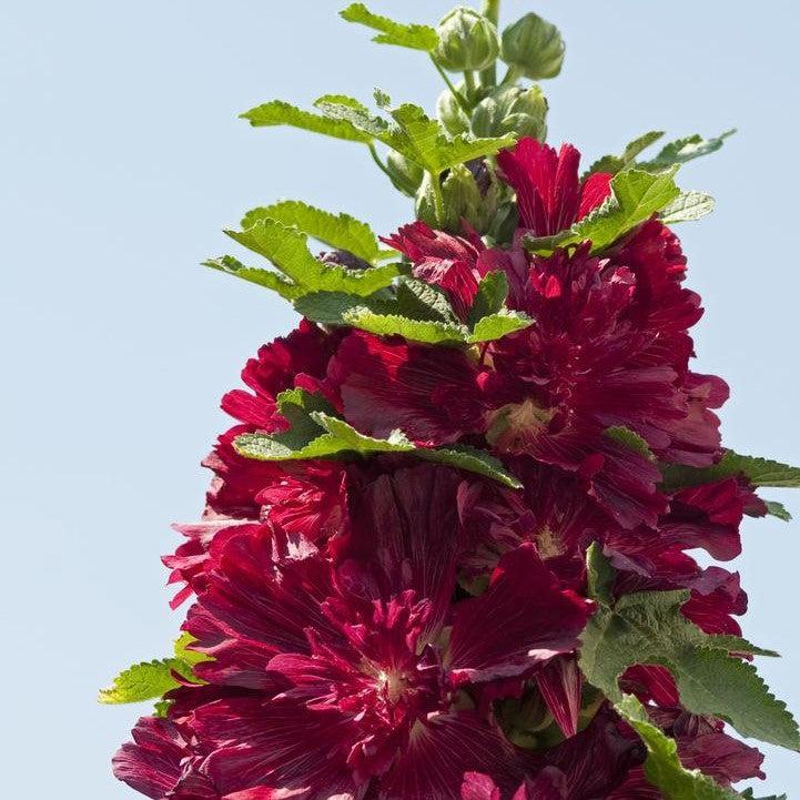Alcea Rosea ‘Spring Crimson’ (Spring Crimson Hollyhock)