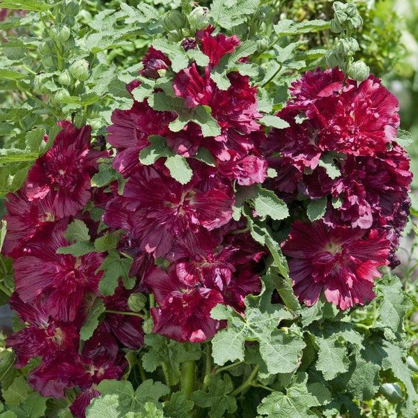 Alcea Rosea ‘Spring Crimson’ (Spring Crimson Hollyhock)
