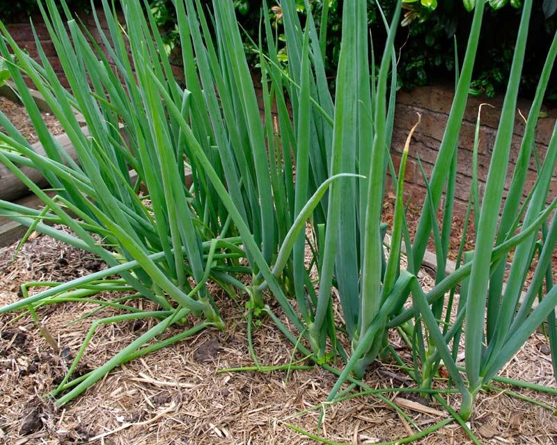 Allium Fistulosum (Spring Onion)