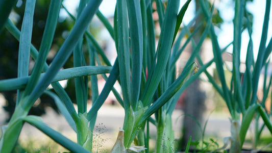 Allium Porrum (Leek)