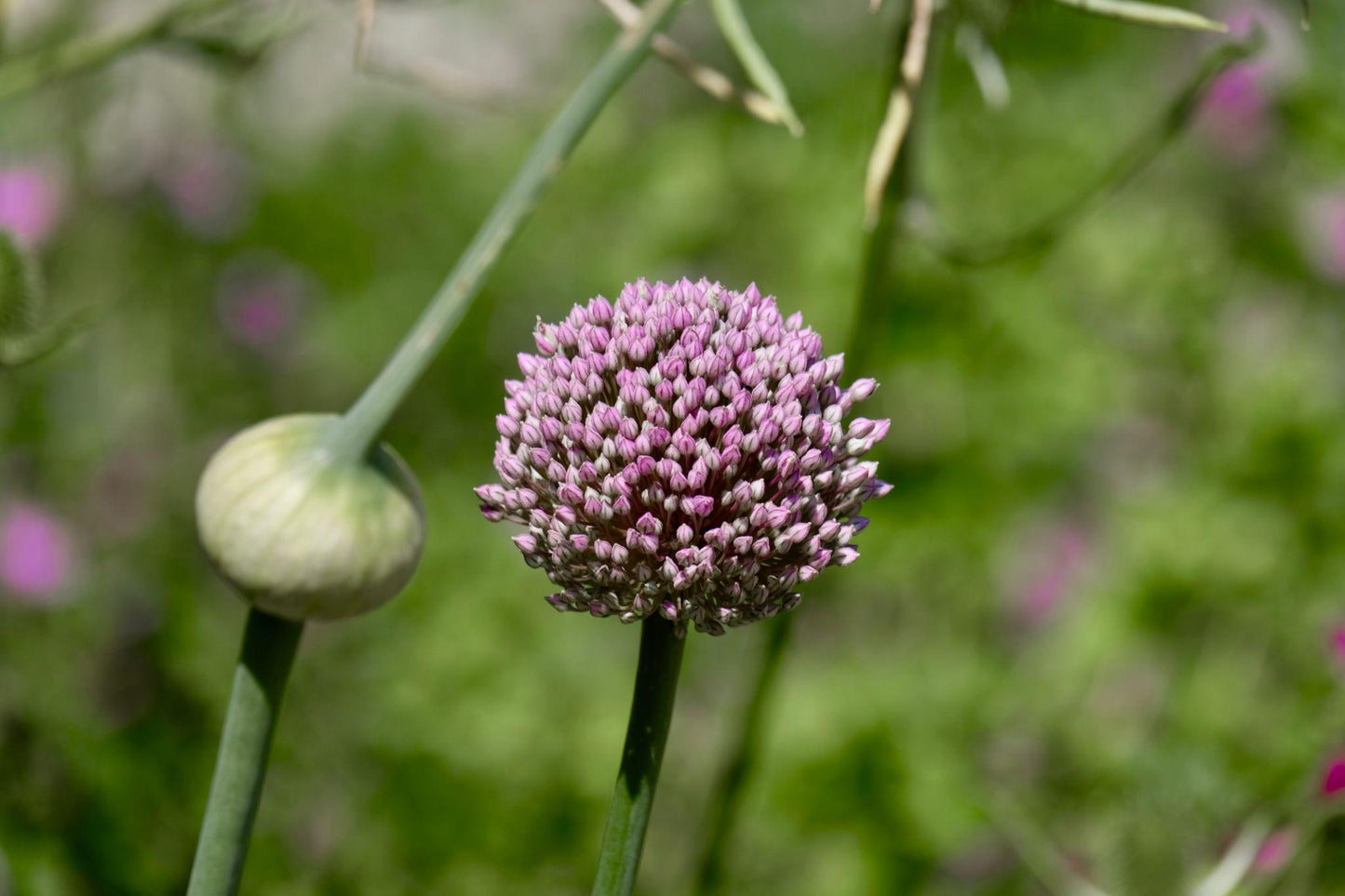Allium Porrum (Leek)