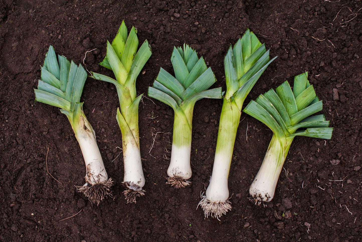 Allium Porrum (Leek)