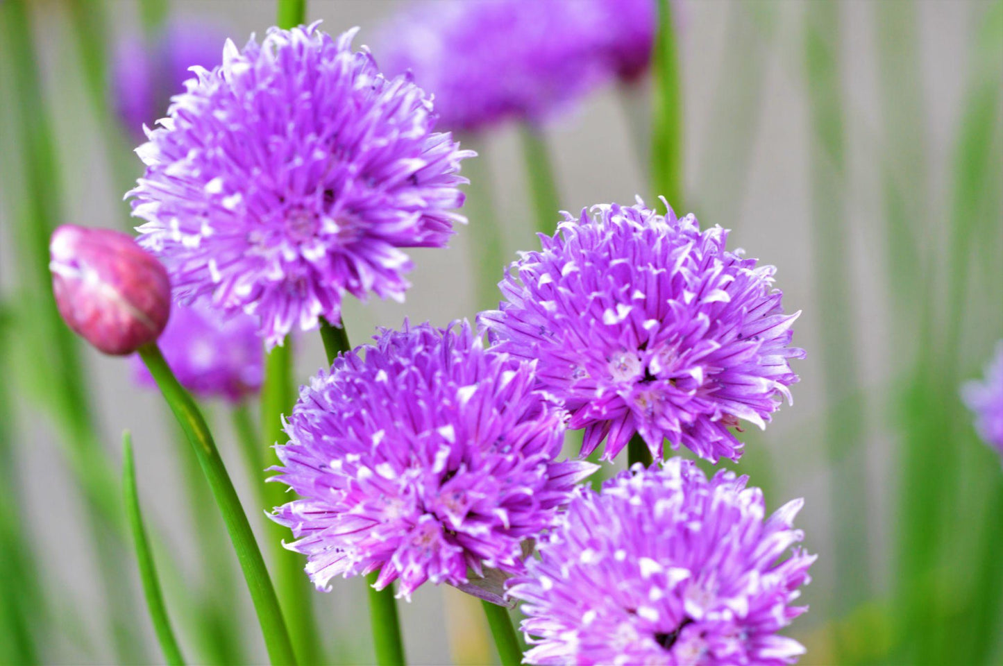 Allium Schoenoprasum (Onion Chives)
