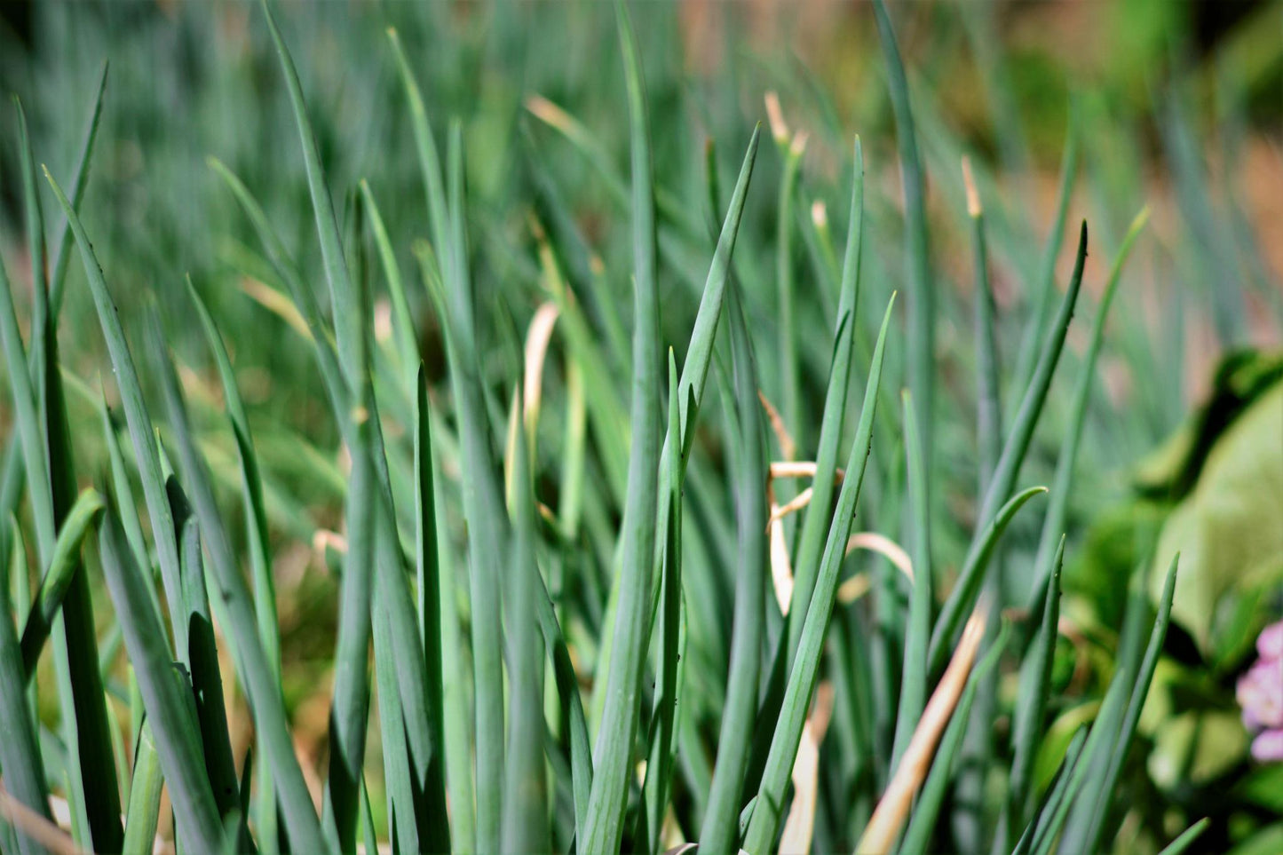Allium Schoenoprasum (Onion Chives)
