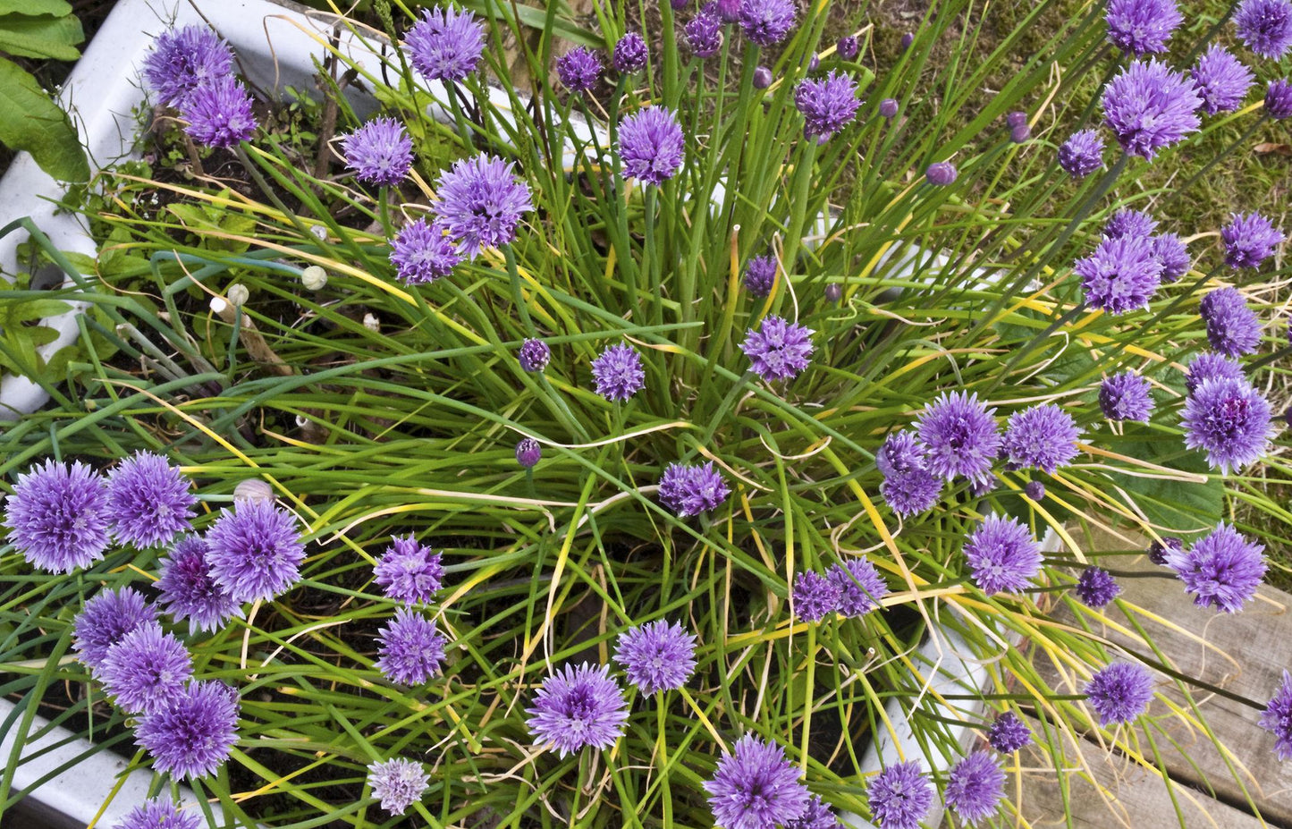 Allium Schoenoprasum (Onion Chives)