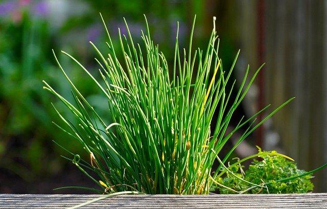 Allium Schoenoprasum (Onion Chives)