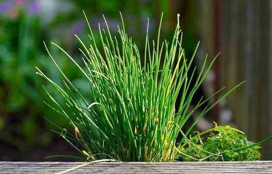 Allium Schoenoprasum (Onion Chives)