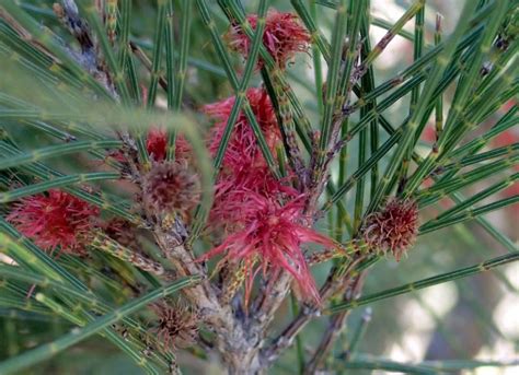Allocasuarina littoralis (Black Sheoak)
