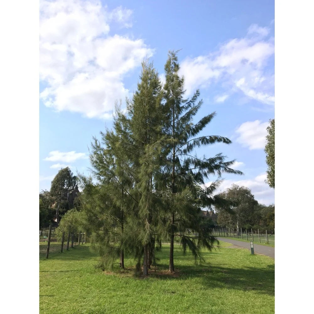 Allocasuarina Littoralis (Black Sheoak)