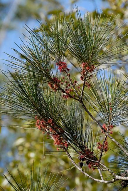 Allocasuarina Littoralis (Black Sheoak)