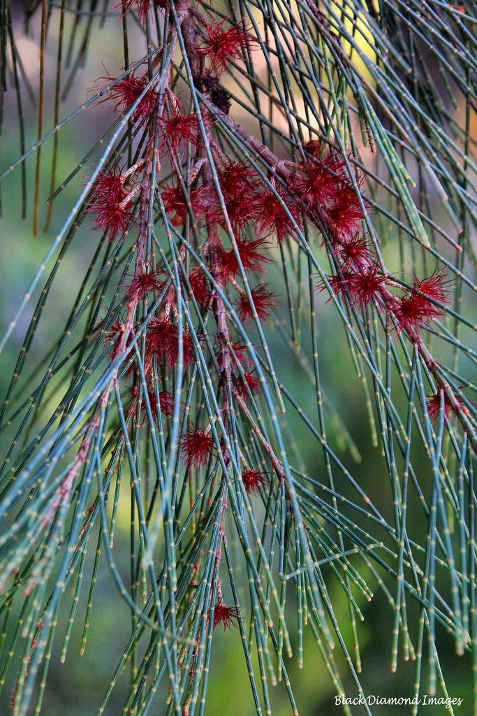 Allocasuarina Littoralis (Black Sheoak)