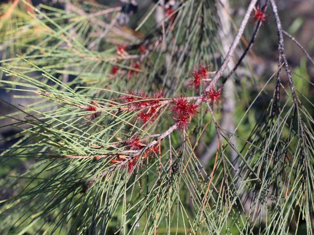 Allocasuarina Littoralis (Black Sheoak)