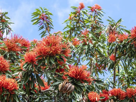 Alloxylon flammeum (Tree Waratah)