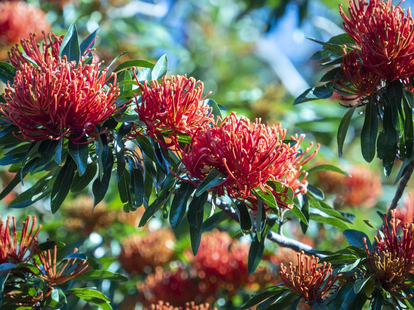 Alloxylon flammeum (Tree Waratah)