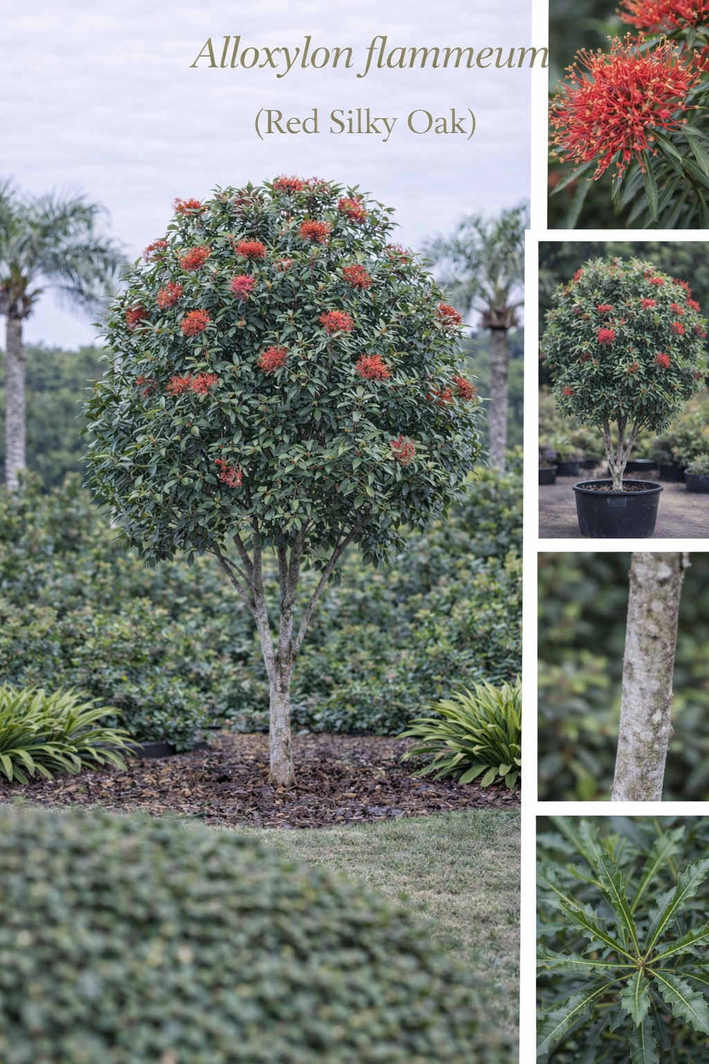 Alloxylon Flammeum (Red Silky Oak)