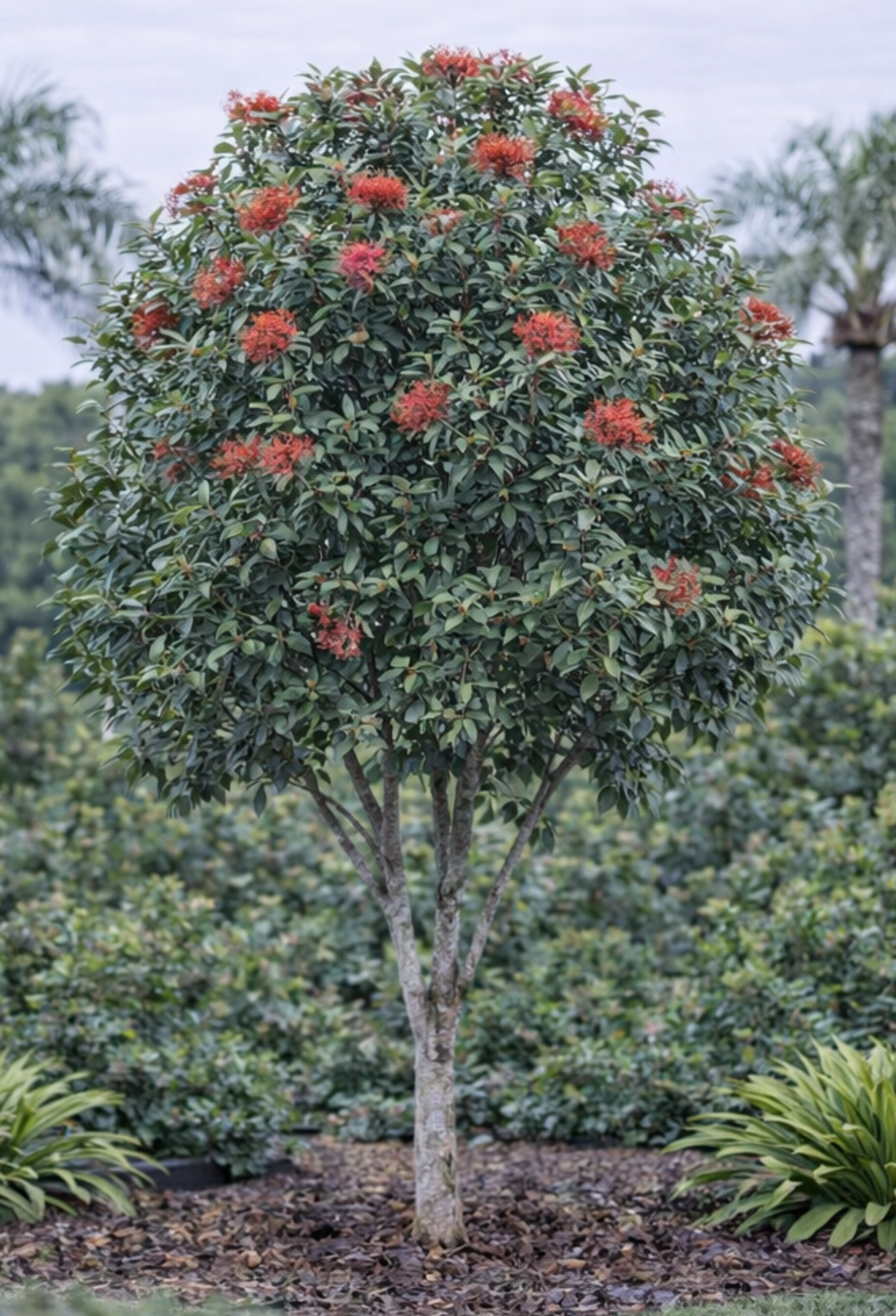 Alloxylon Flammeum (Red Silky Oak)