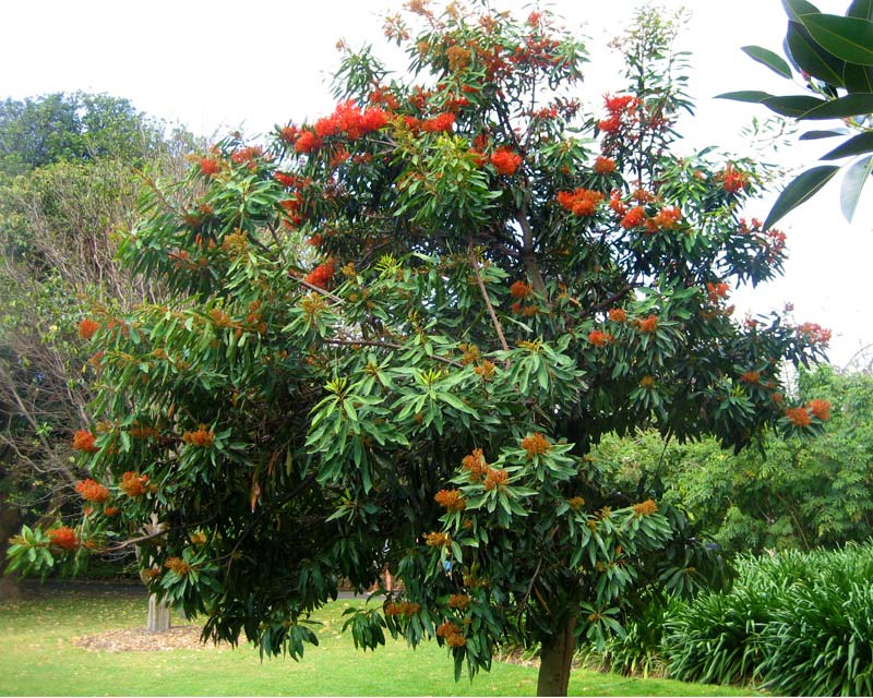 Alloxylon flammeum (Tree Waratah)