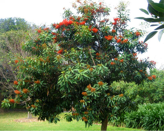 Alloxylon Flammeum (Tree Waratah / Red Silky Oak)