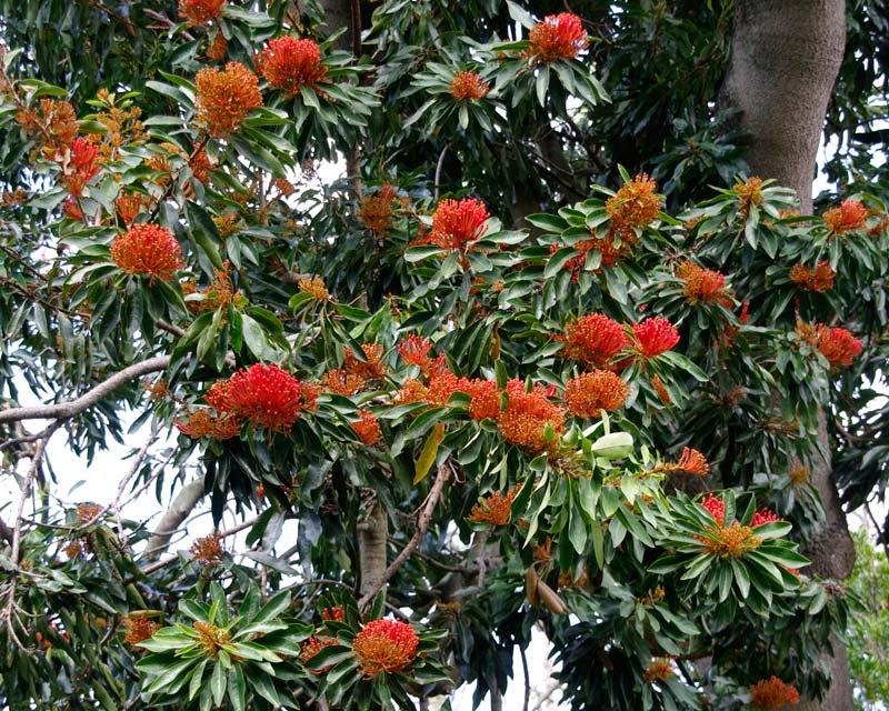 Alloxylon flammeum (Tree Waratah)