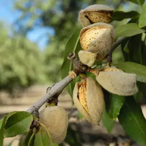 Prunus Dulcis (Dwarf Self-Pollinating Almond)