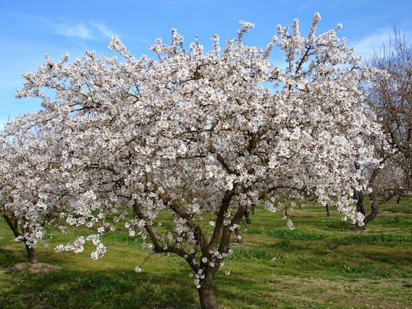 Prunus Dulcis (Dwarf Self-Pollinating Almond)