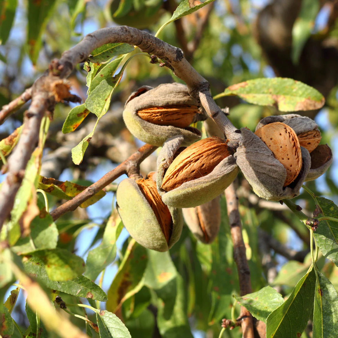 Prunus Dulcis (Self-Pollinating Almond)