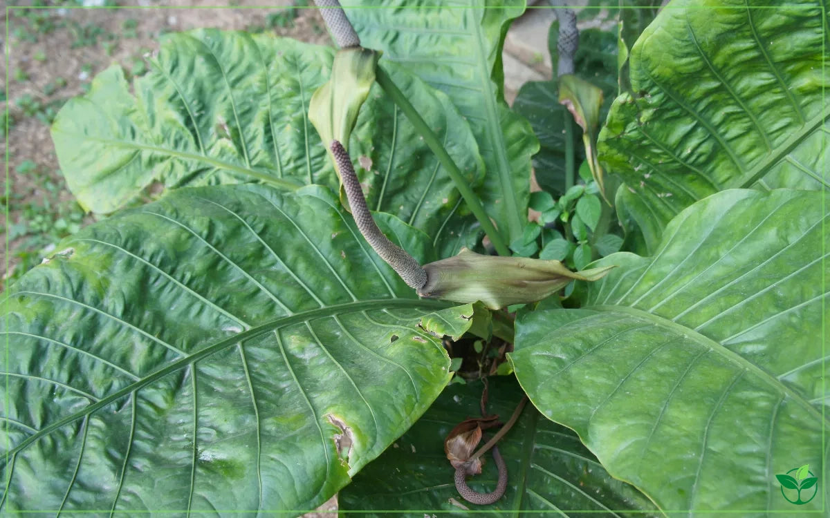 Alocasia brisbanensis (Cunjevoi Lily)