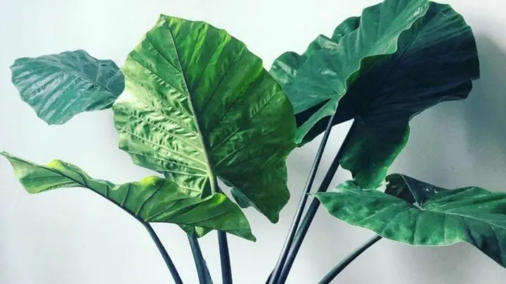 Alocasia ‘Dark Star’ (Hybrid Elephant Ear)