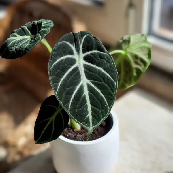 Alocasia 'Ninja' (Ninja Alocasia)