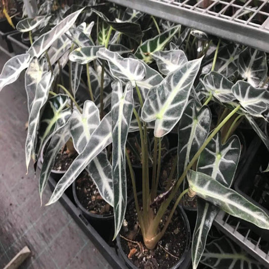 Alocasia lowii 'Bebe' (Dwarf Alocasia)