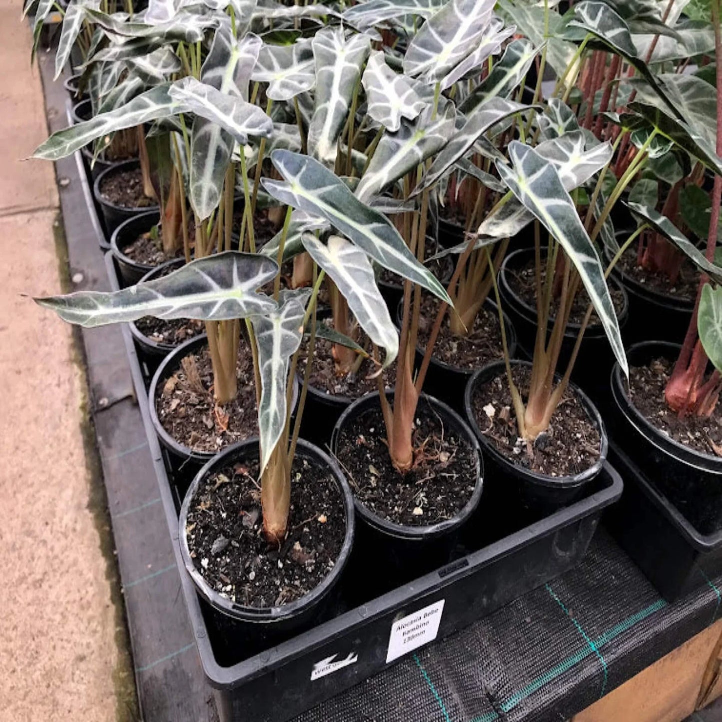 Alocasia lowii 'Bebe' (Dwarf Alocasia)