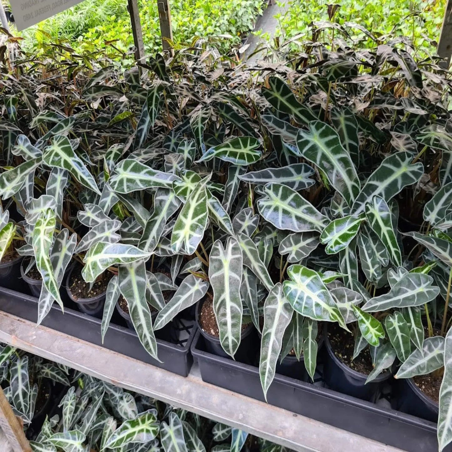 Alocasia lowii 'Bebe' (Dwarf Alocasia)