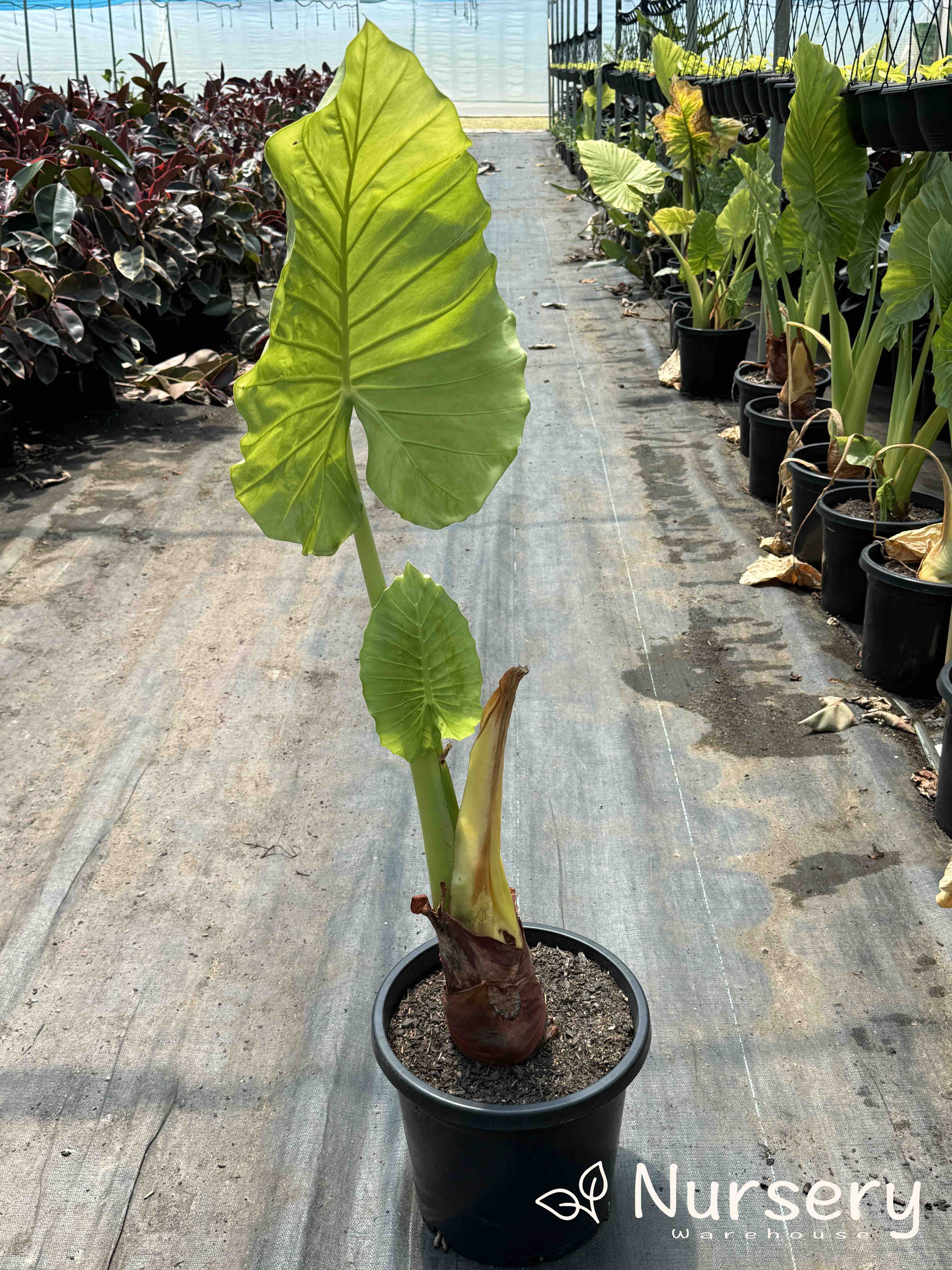 Alocasia Macrorrhizos (Giant Taro / Giant Elephant Ear - Undersized - End of Batch)
