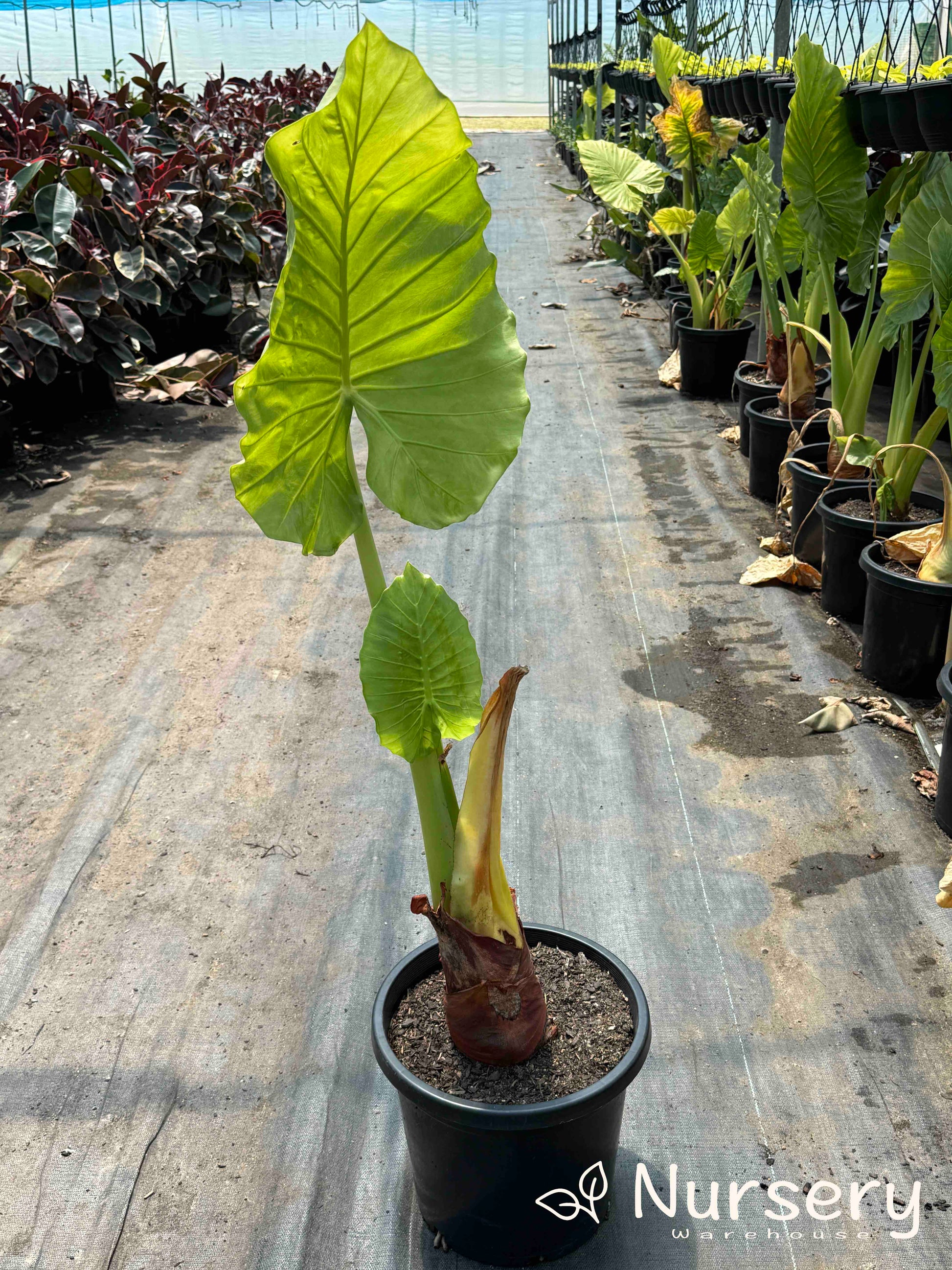 elephant ear plant with white veins Giant Taro – Bold Tropical Foliage & White Veins