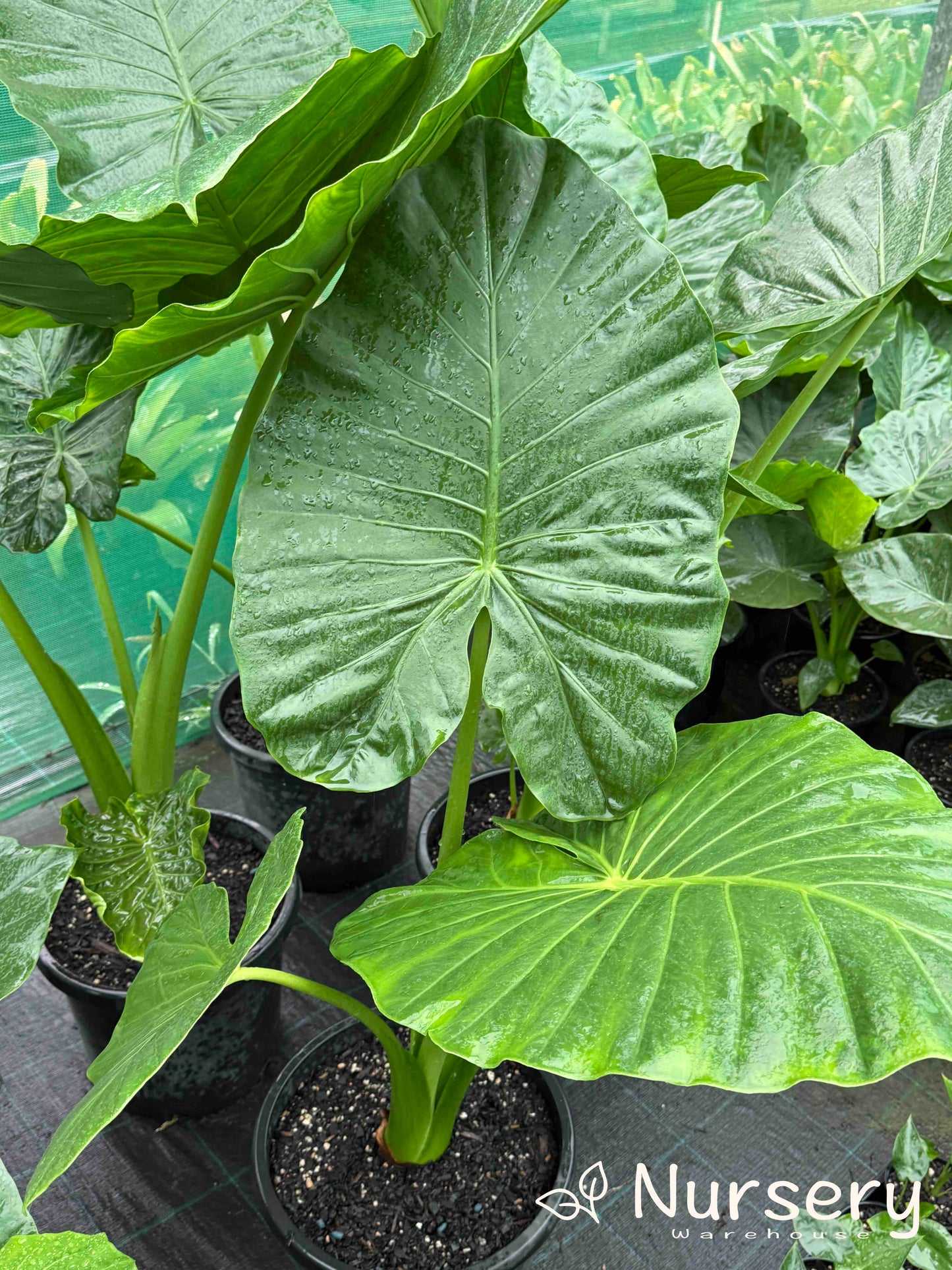 Alocasia Macrorrhizos (Giant Taro / Giant Elephant Ear)