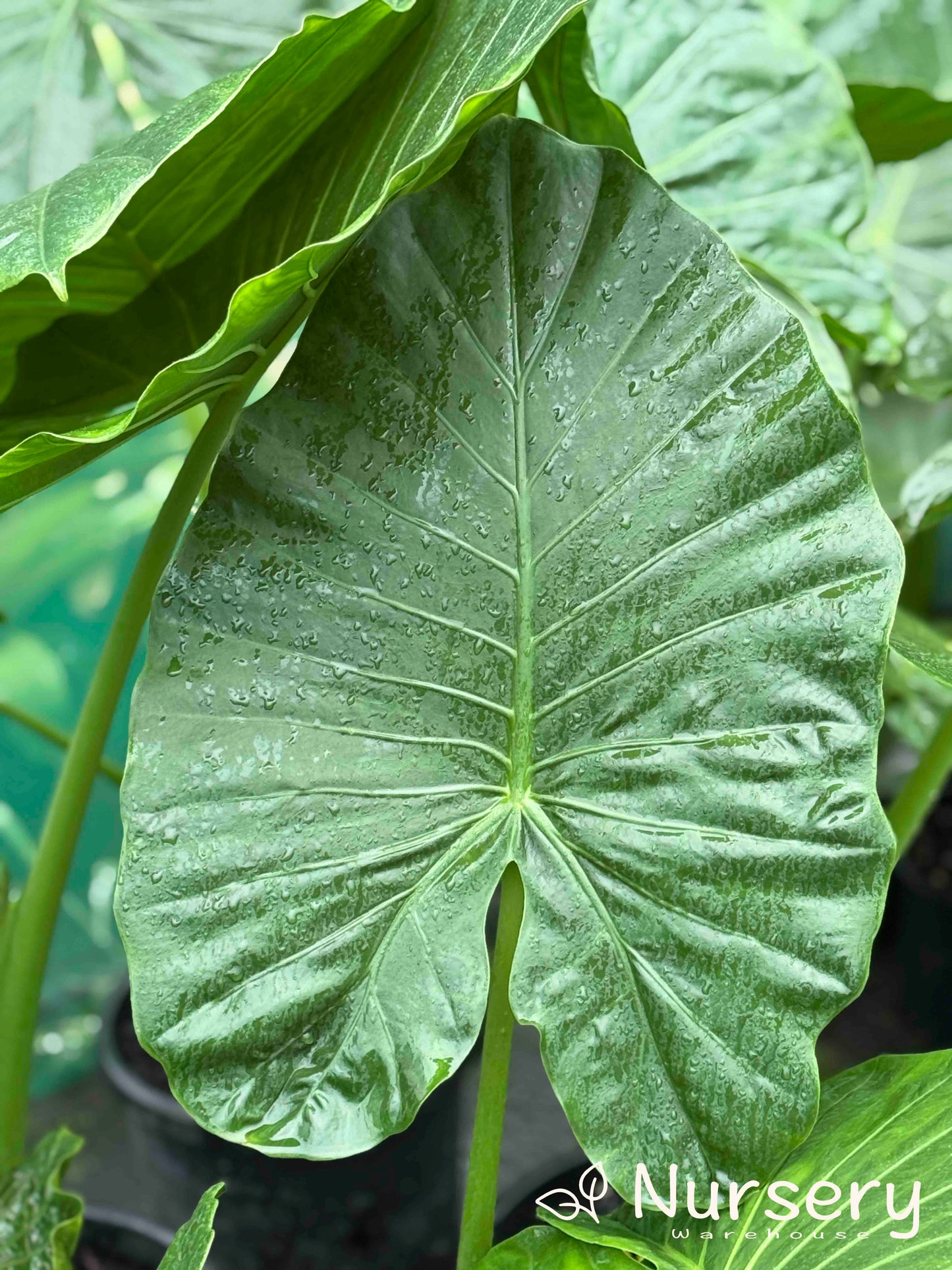 Alocasia Macrorrhizos (Giant Taro / Giant Elephant Ear)