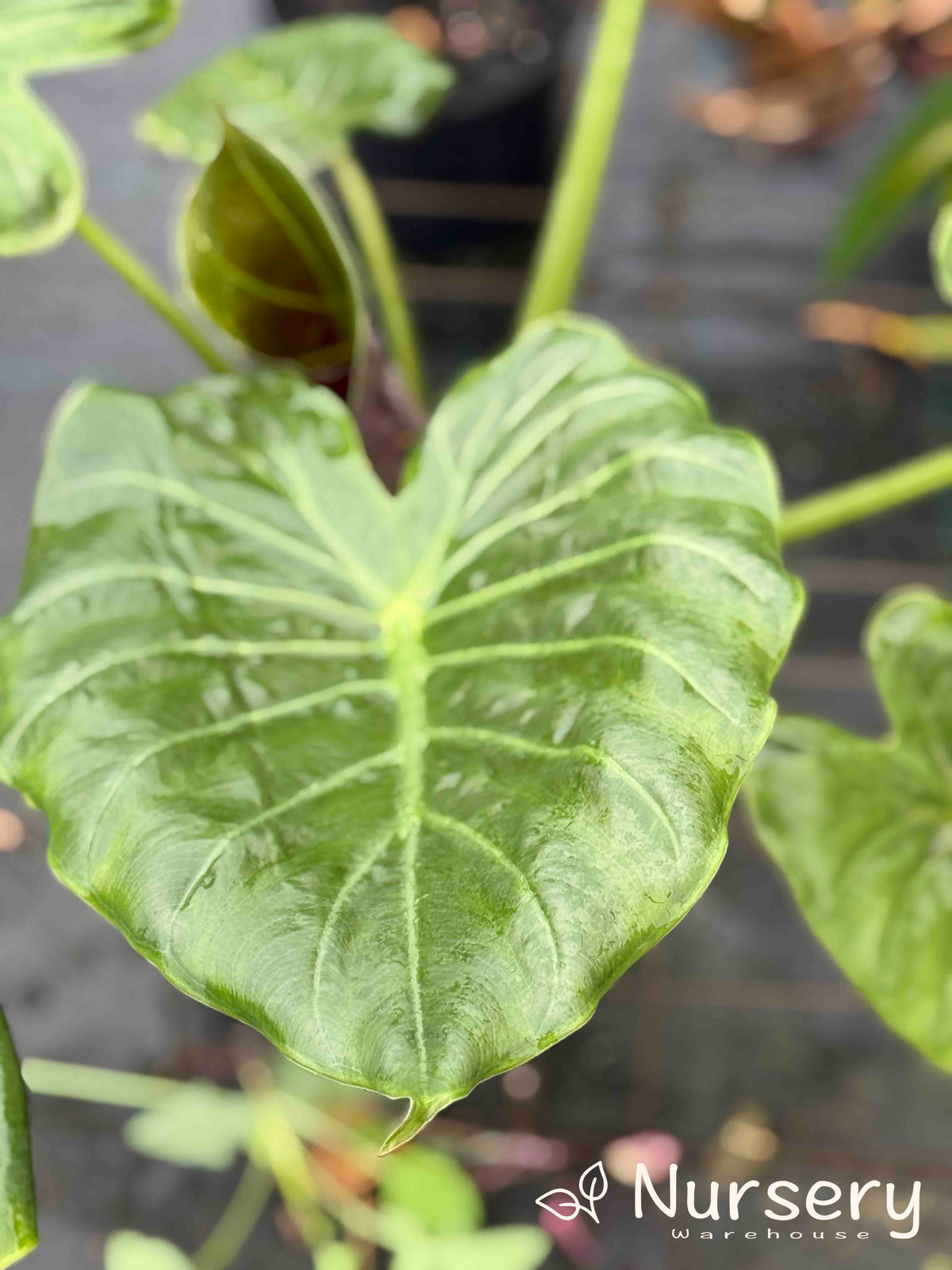 Alocasia Wentii (Hardy Elephant Ear)