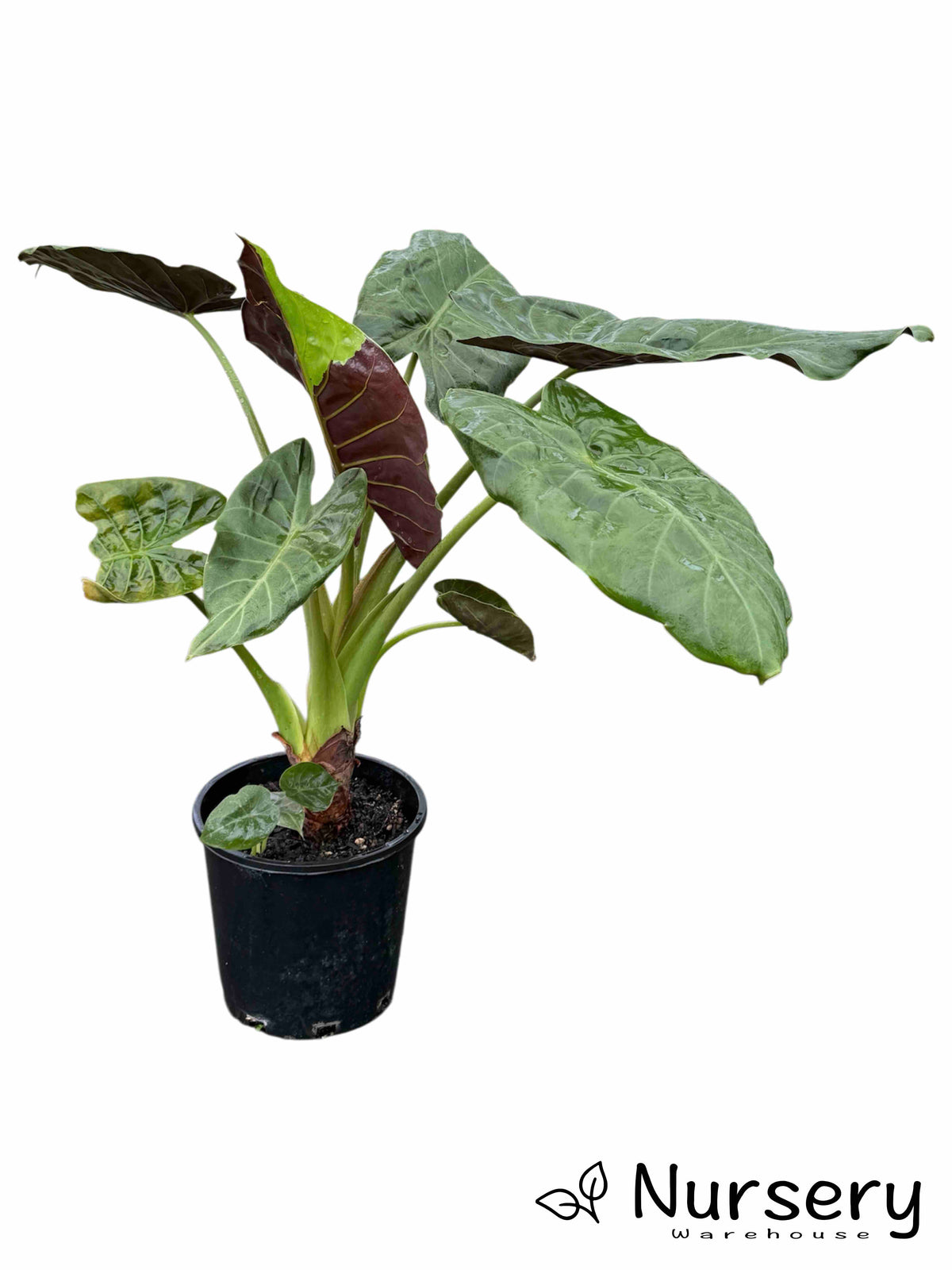 Alocasia Wentii (Hardy Elephant Ear)
