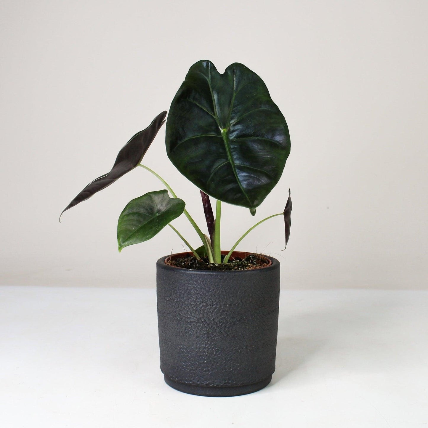 Alocasia ‘Golden Bone Shiny Dark Green’ (Elephant Ear)