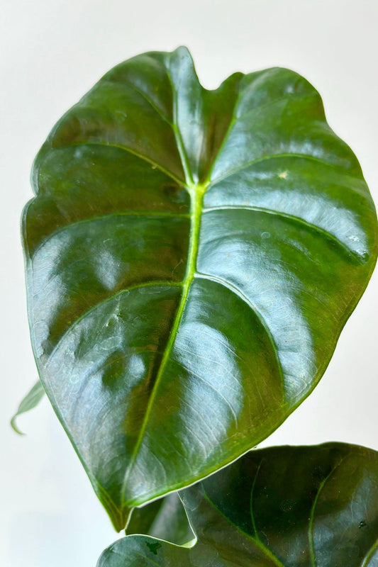Alocasia ‘Golden Bone Shiny Dark Green’ (Elephant Ear)