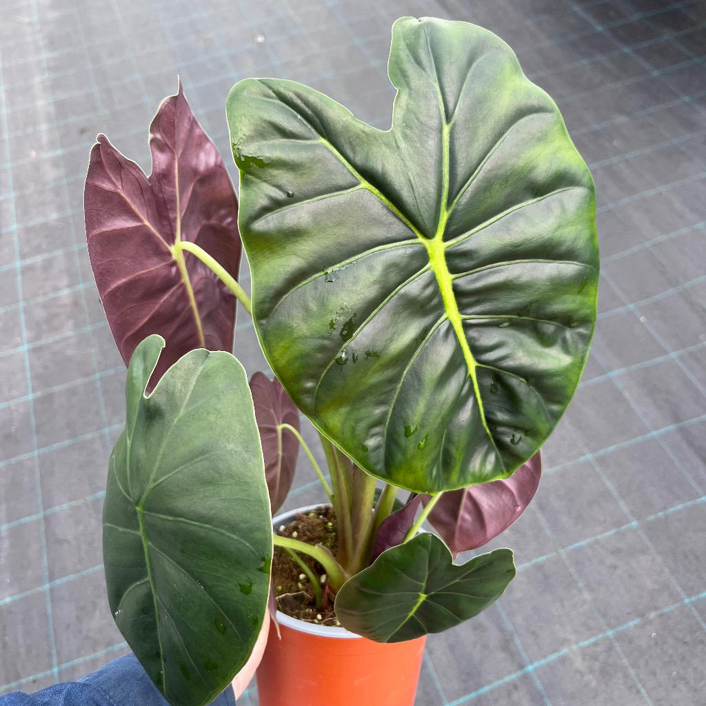 Alocasia ‘Golden Bone Shiny Dark Green’ (Elephant Ear)