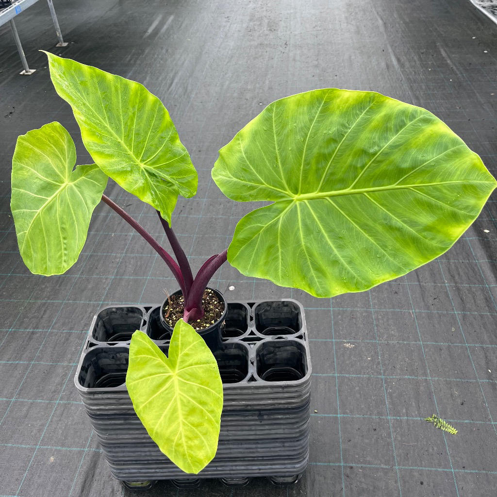 Alocasia ‘Imperial Red’ (Elephant Ear)
