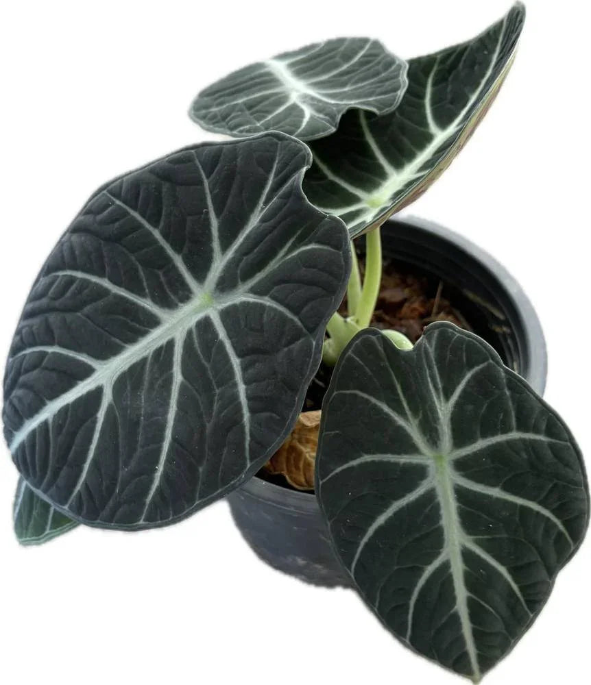 Alocasia 'Ninja' (Ninja Alocasia)