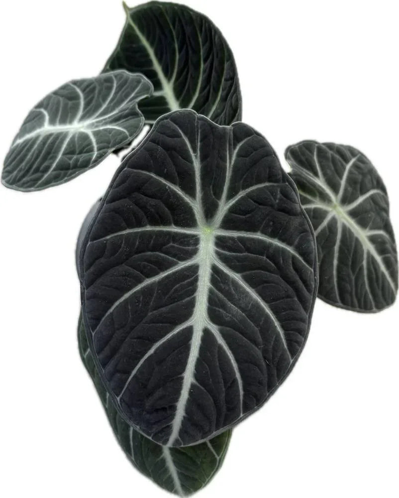 Alocasia 'Ninja' (Ninja Alocasia)