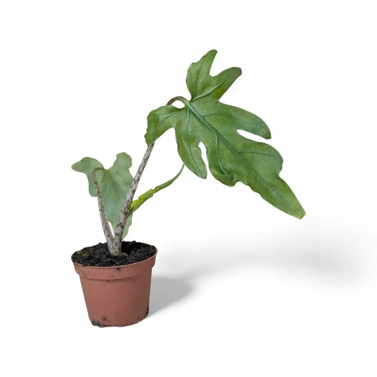 Alocasia ‘Pink Passion’ (Elephant Ear)