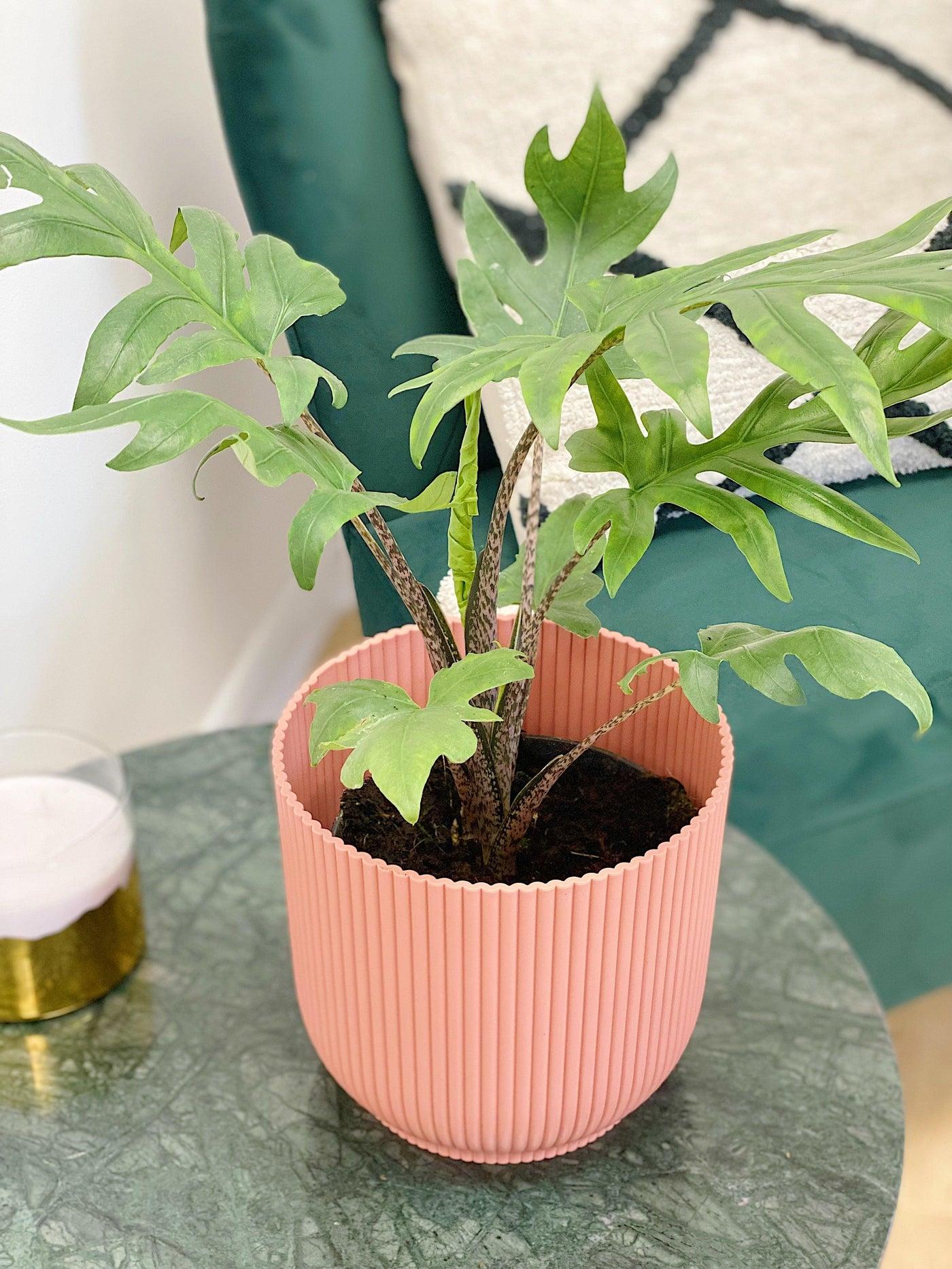 Alocasia ‘Pink Passion’ (Elephant Ear)