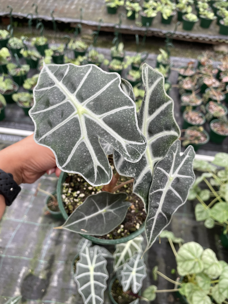 Alocasia × Amazonica (African Mask Plant)