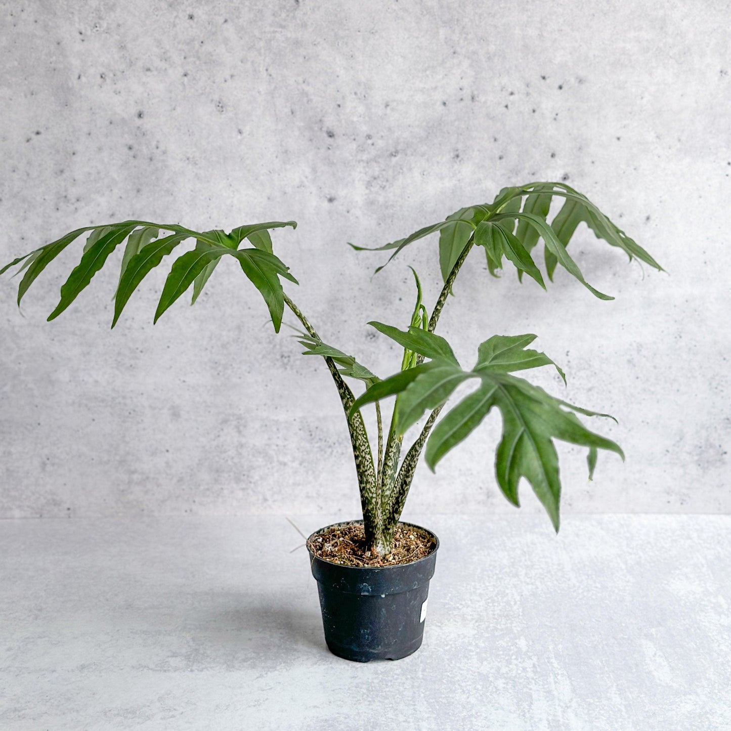 Alocasia brancifolia Serpents Tail (Serpent’s Tail Alocasia)