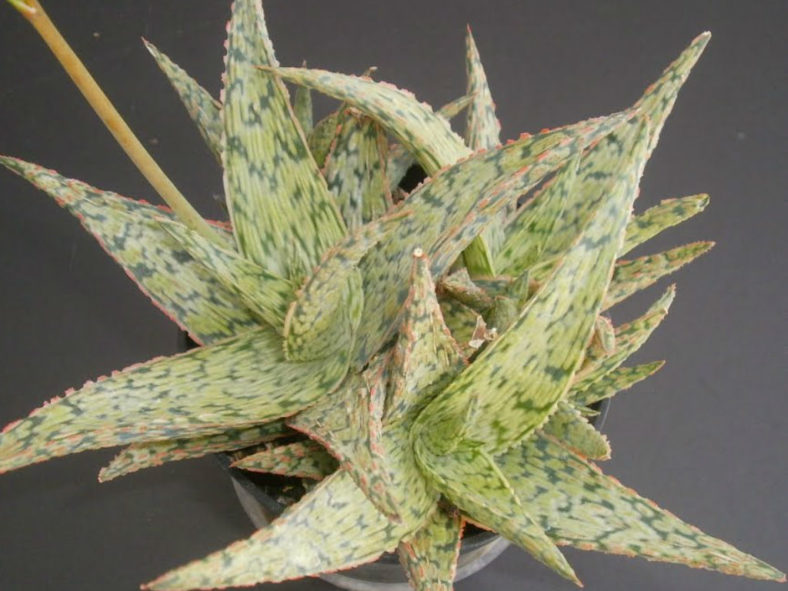 Aloe ‘Pink Blush’ (Aloe)
